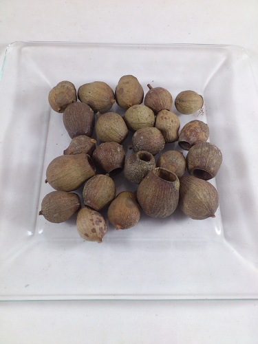 Eucalyptus bells (Bellgums) 200 gr.